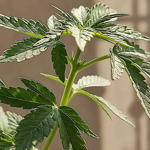 Afghan Landrace  growlog photo: Confirmed Female plant 