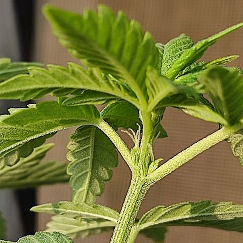 Afghan Landrace  growlog photo: Confirmed Female plant 