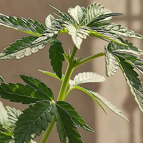 Afghan Landrace  growlog timeline photo