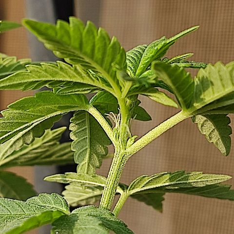 Afghan Landrace  growlog photo: Confirmed Female plant 