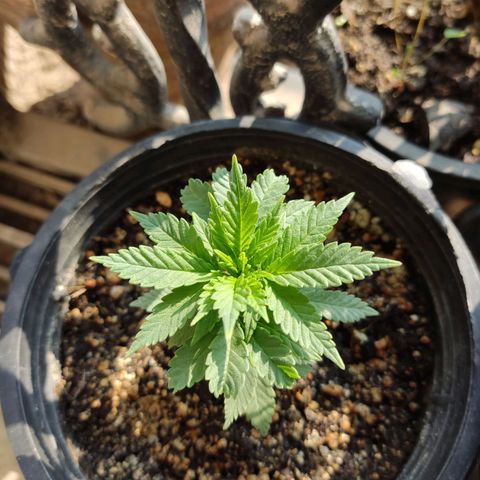 Afghan Landrace  growlog timeline photo
