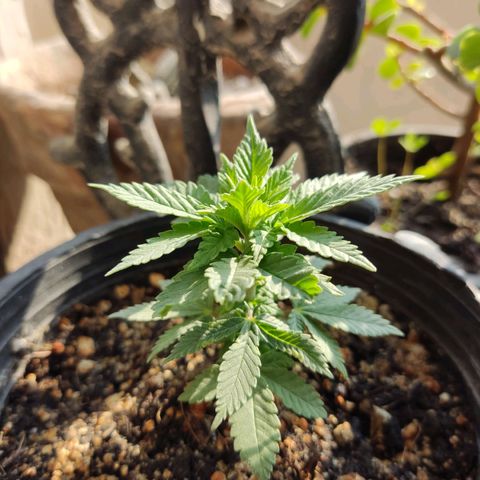 Afghan Landrace  growlog timeline photo