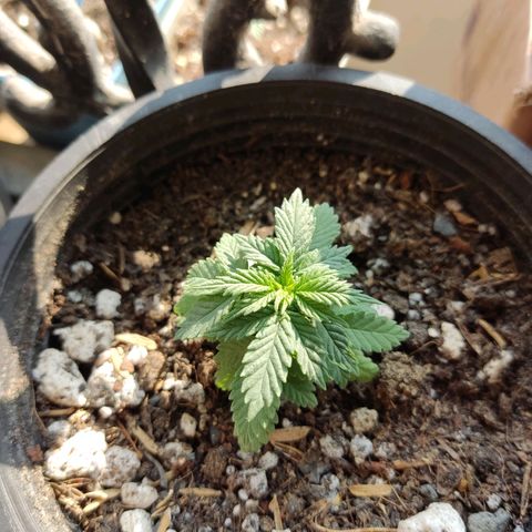 Afghan Landrace  growlog timeline photo