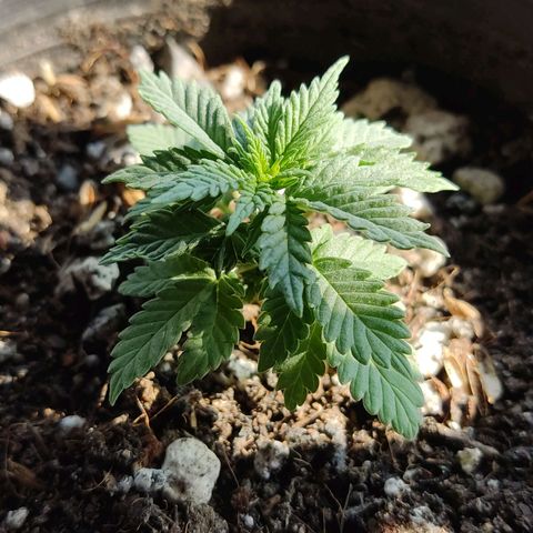 Afghan Landrace  growlog timeline photo