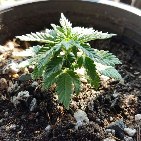 Afghan Landrace  growlog timeline photo