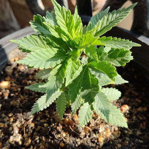 Afghan Landrace  growlog timeline photo