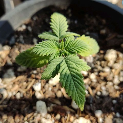 Sativa Afghan  growlog timeline photo