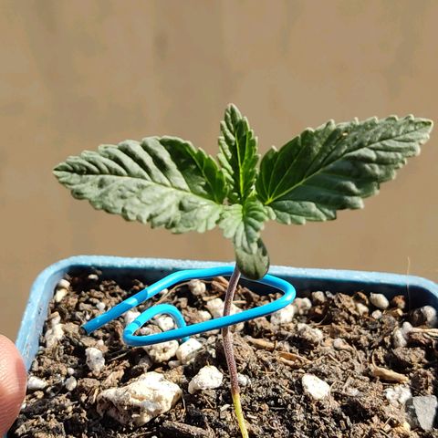 Black Afghan  growlog timeline photo