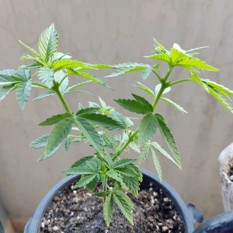 Afghan Landrace  growlog timeline photo