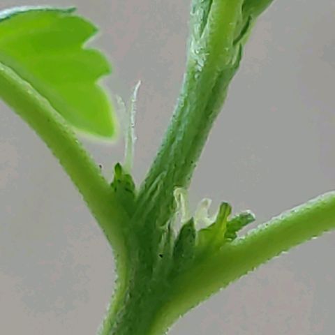 Afghan Landrace  growlog timeline photo