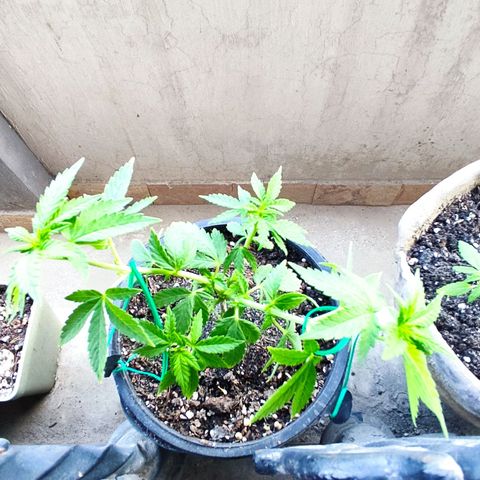 Afghan Landrace  growlog photo: LST