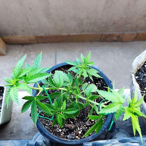 Afghan Landrace  growlog photo: LST