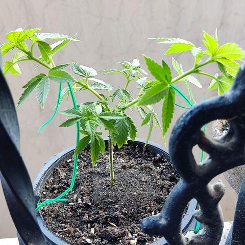 Afghan Landrace  growlog photo: LST