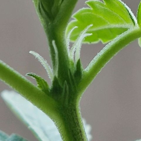 Afghan Landrace  growlog timeline photo