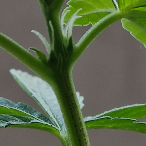 Afghan Landrace  growlog timeline photo