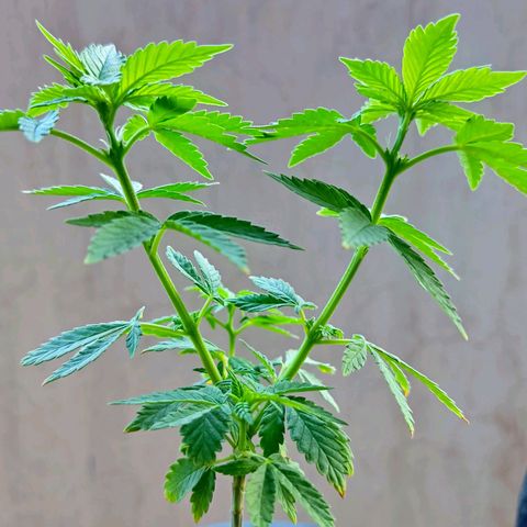 Afghan Landrace  growlog timeline photo