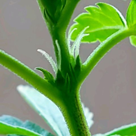 Afghan Landrace  growlog timeline photo