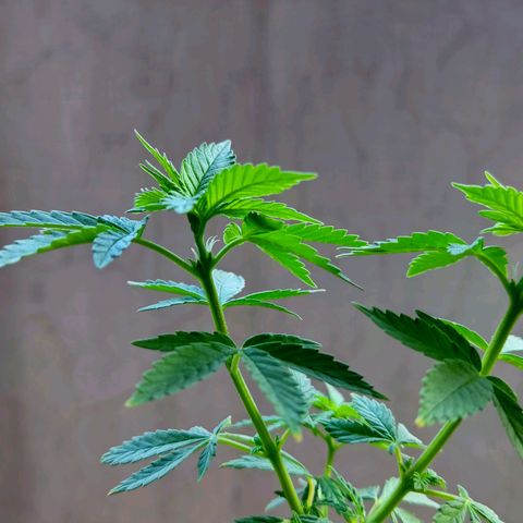 Afghan Landrace  growlog timeline photo