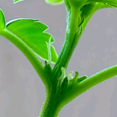 Afghan Landrace  growlog timeline photo