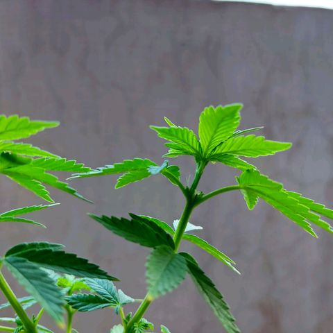 Afghan Landrace  growlog timeline photo