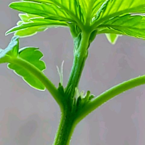 Afghan Landrace  growlog timeline photo