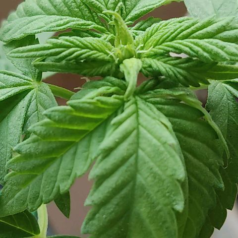 Afghan Landrace  growlog photo: Pre Flowering 