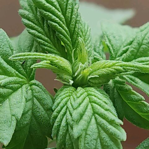 Afghan Landrace  growlog timeline photo