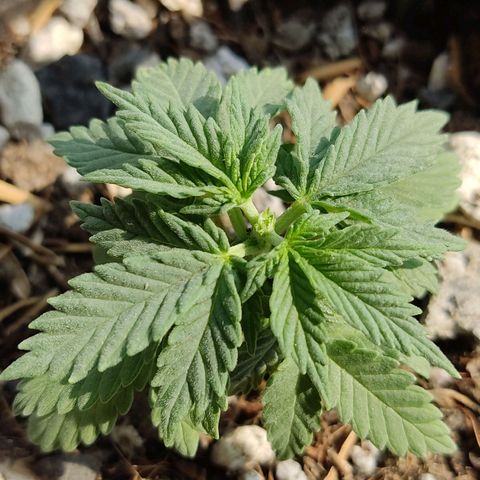 Afghan Landrace  growlog photo: Topping 