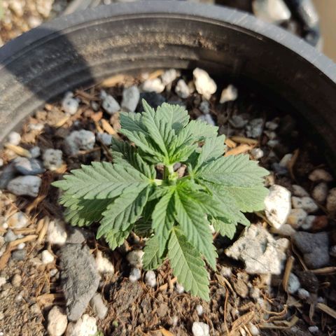 Afghan Landrace  growlog timeline photo