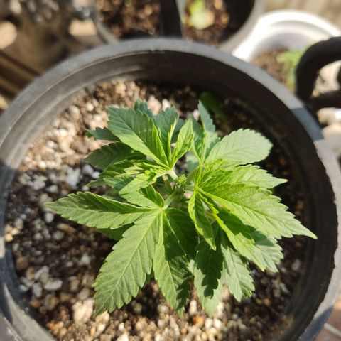Afghan Landrace  growlog photo: Topping 