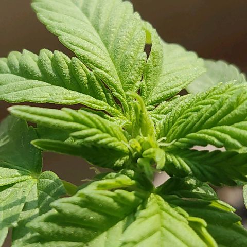 Afghan Landrace  growlog timeline photo