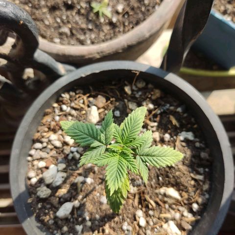 Sativa Afghan  growlog timeline photo