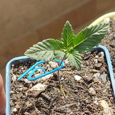 Black Afghan  growlog timeline photo