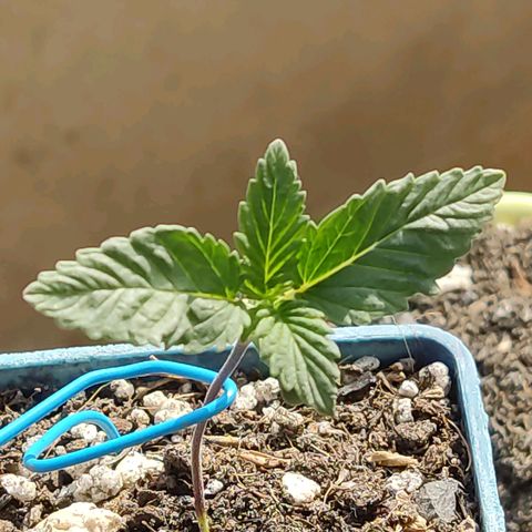 Black Afghan  growlog timeline photo