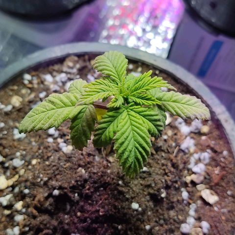 Sativa Afghan  growlog photo: Trimmed first true leaves 