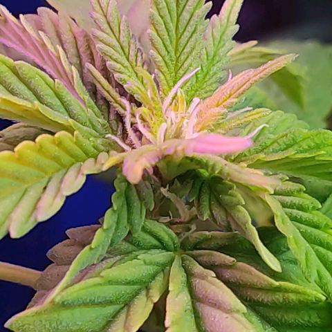 Afghan Landrace  growlog timeline photo