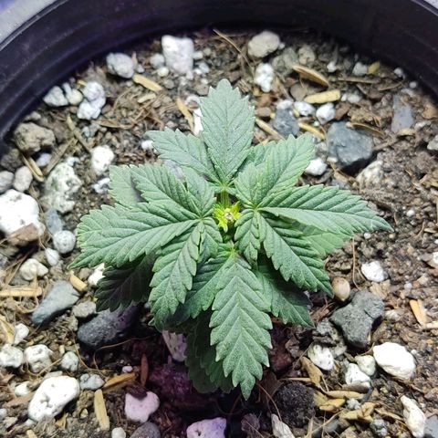 Afghan Landrace  growlog timeline photo