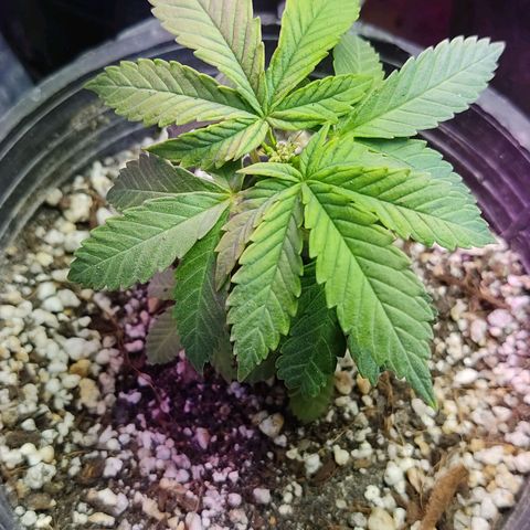Afghan Landrace  growlog timeline photo