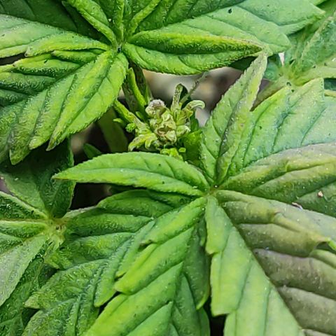 Afghan Landrace  growlog timeline photo