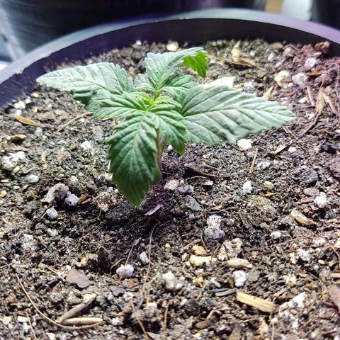 Black Afghan  growlog timeline photo