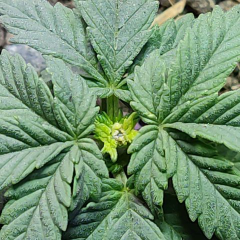 Afghan Landrace  growlog timeline photo
