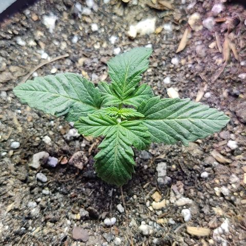 Black Afghan  growlog timeline photo