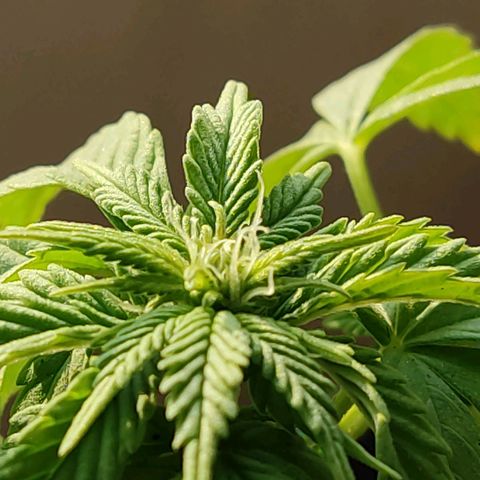 Afghan Landrace  growlog timeline photo