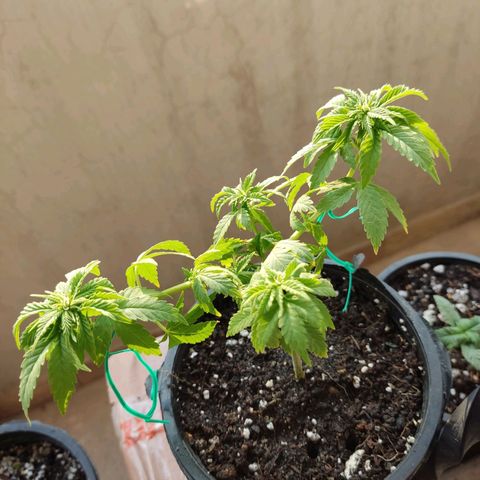 Afghan Landrace  growlog timeline photo