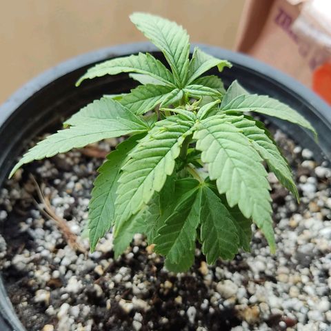 Afghan Landrace  growlog timeline photo