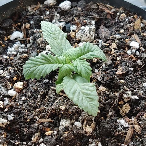 Black Afghan  growlog timeline photo