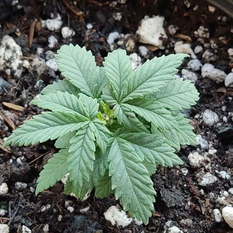 Afghan Landrace  growlog timeline photo