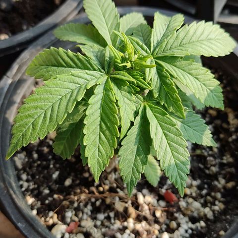Afghan Landrace  growlog timeline photo