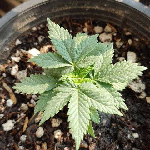 Afghan Landrace  growlog timeline photo