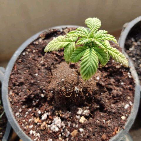 Sativa Afghan  growlog timeline photo